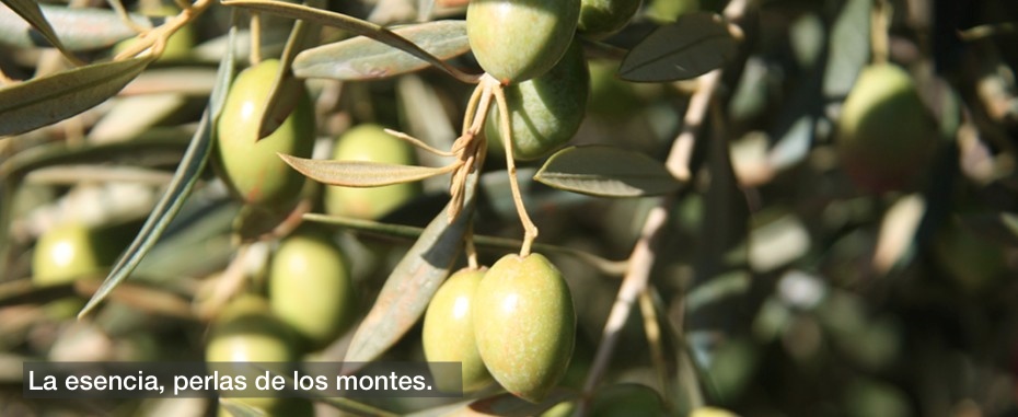 Olivas