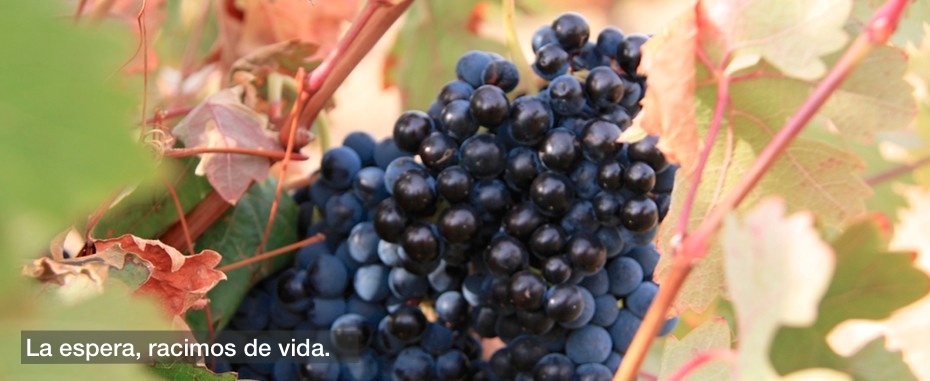 Vinos